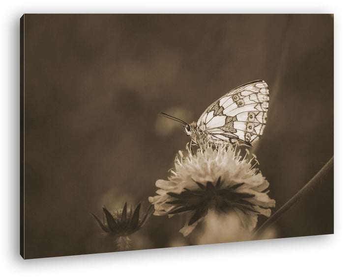 deyoli ruhiger Schmetterling Format: 80x60 Effekt: Sepia als Leinwandbild, Motiv fertig gerahmt auf