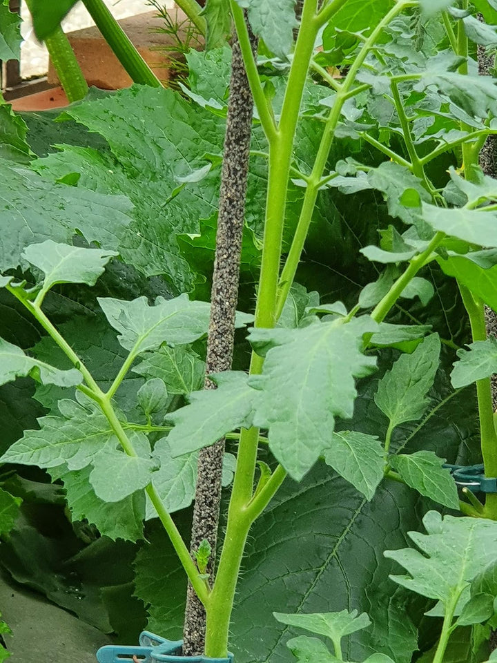 Nano-Garten 20 Stück Glasfaser/Fiberglas Pflanzstab 120cm Basalt - Sandoberfläche, langlebig, rostfr