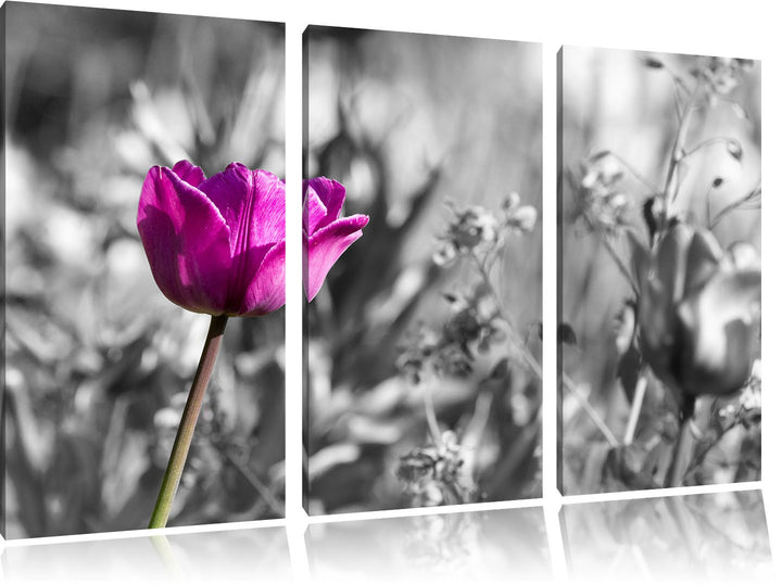Pixxprint Blumen im Sonnenschein B&W Detail 3-Teiler Leinwandbild 120x80 Bild auf Leinwand