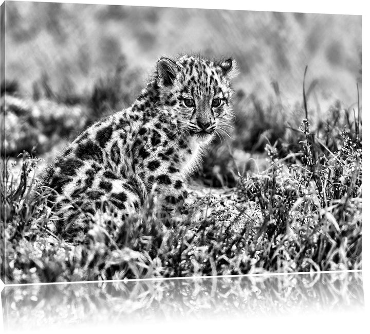 Pixxprint junger Leopard im Gras / 100x70cm Leinwandbild bespannt auf Holzrahmen/Wandbild Kunstdruck