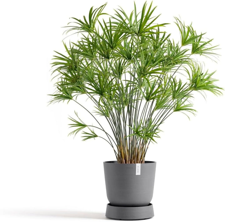 Ecopots Untersetzer rollbar für Blumentopf Oslo 35 grau rund - Durchmesser innen 28 cm/aussen 32 cm