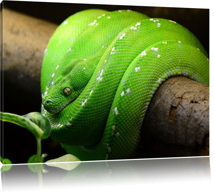 Grüne exotische Schlange, Format: 100x70 auf Leinwand, XXL riesige Bilder fertig gerahmt mit Keilrah