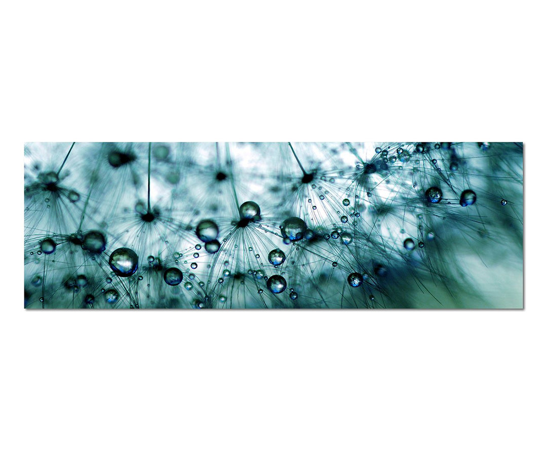 Paul Sinus Art Panoramabild auf Leinwand und Keilrahmen 150x50cm Pusteblume Löwenzahn Wassertropfen