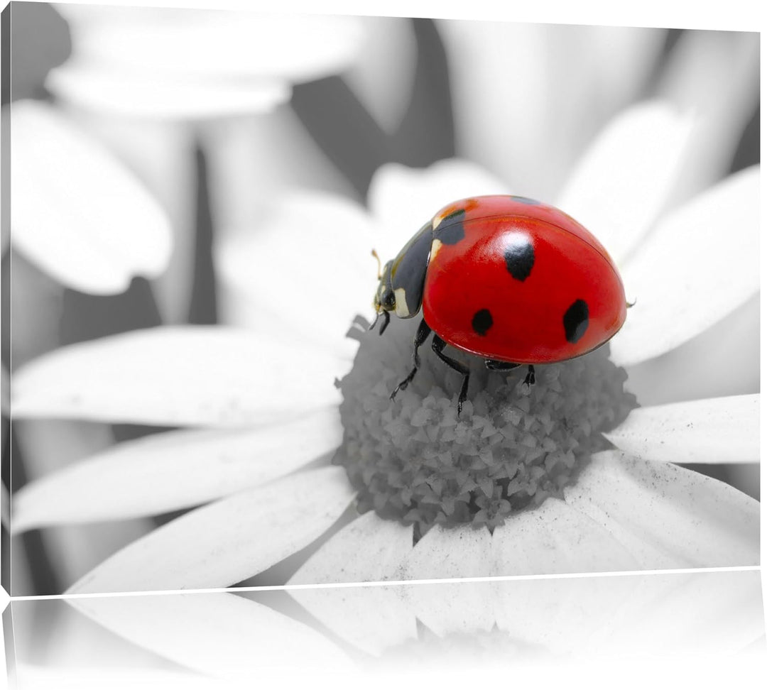 süsser Marienkäfer auf Gänseblume schwarz/weiss Format: 100x70 auf Leinwand, XXL riesige Bilder fert