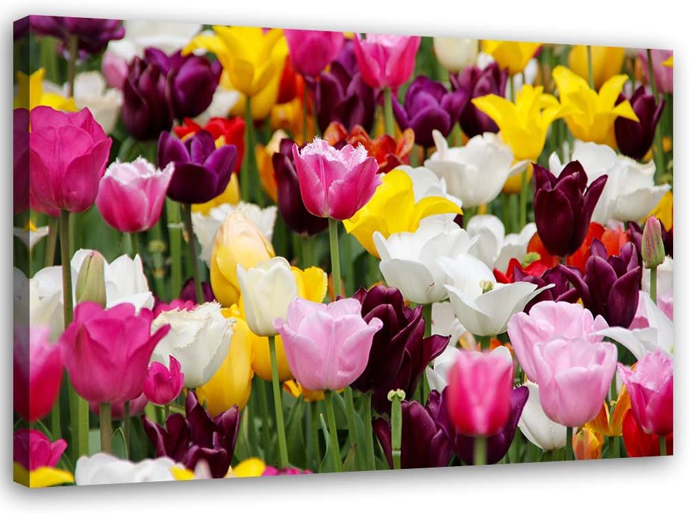 Feeby Wandbild Pflanze Druckbild Leinwandbild Tulpen mehrfarbig 100x70 cm Leinwandbild 100x70 cm meh