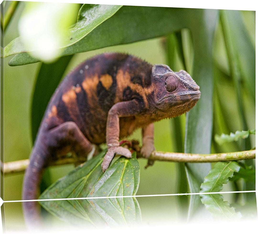 Pixxprint braunes Chamäleon auf Leinwand, XXL riesige Bilder fertig gerahmt mit Keilrahmen, Kunstdru
