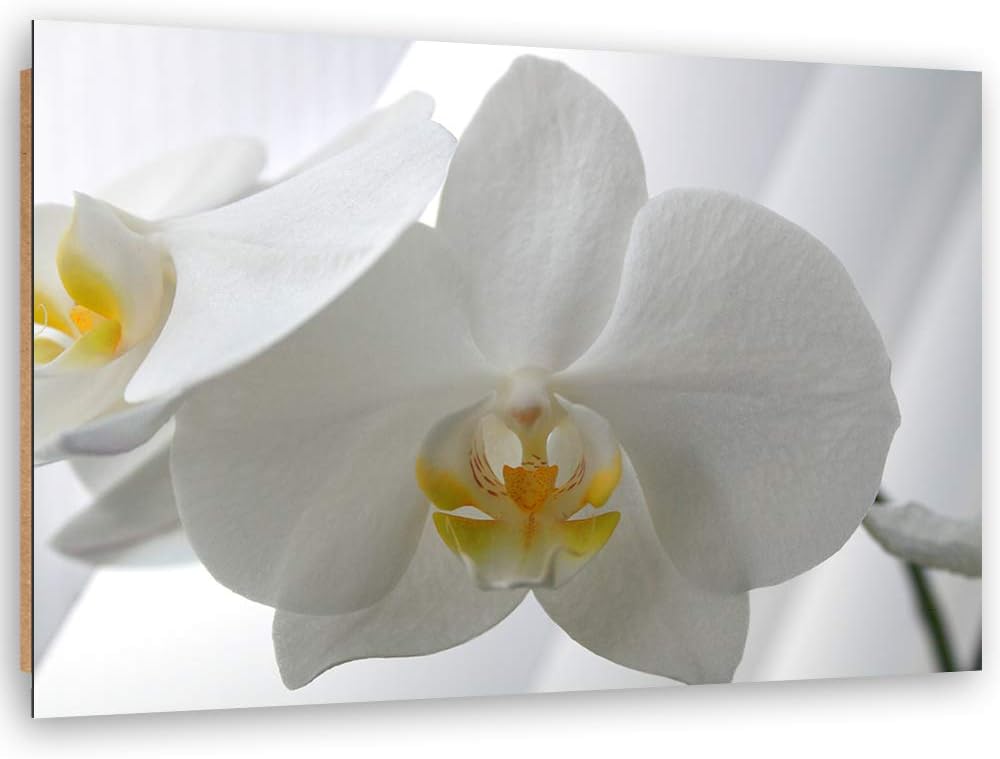 Wanddeko Orchidee Kunst modern Bilder Pflanze Weiss 100x70 cm Deko Paneel 100x70 cm Weiss_e, Deko Pa
