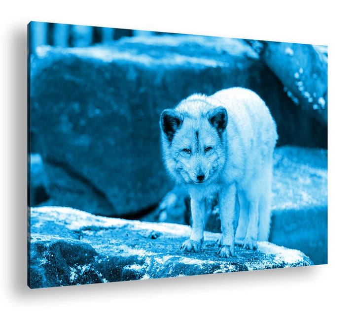 deyoli Atemberaubender Polarfuchs Format 80x60 Effekt: Monocrome Blau als Leinwandbild, Motiv fertig
