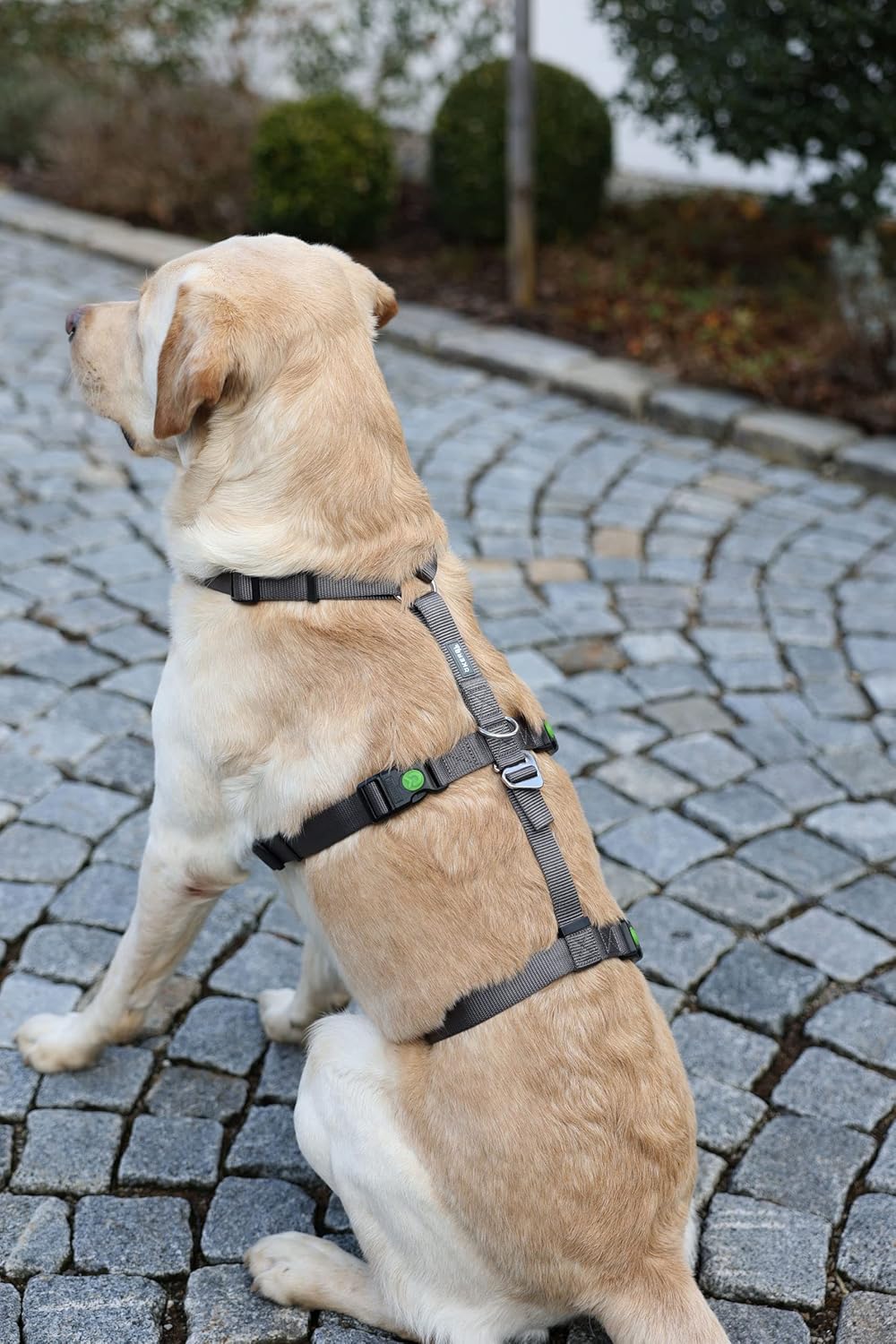 Kerbl Pet Pet 80044 Panikgeschirr Miami, Ausbruchsicher, Grau, 64-100cm