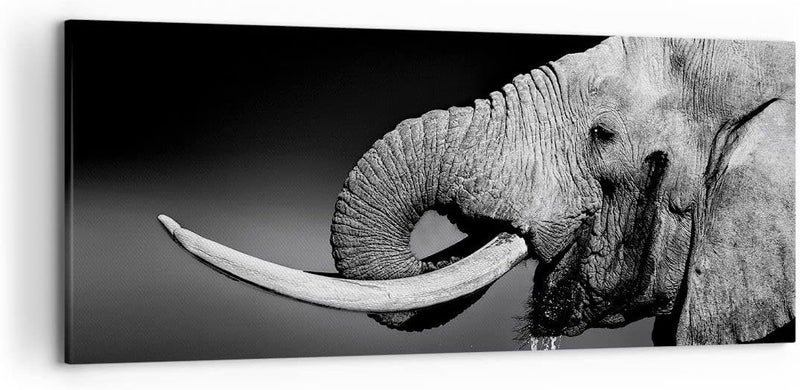 Wandbilder Dekoration Wohnzimmer Elefant Stosszahn Natur Panorama Bilder auf Leinwand 120x50cm Leinw