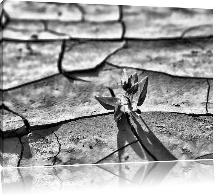 Pixxprint Monocrome, Keimling in ausgetrocknetem Boden, Format: 100x70 auf Leinwand, XXL riesige Bil