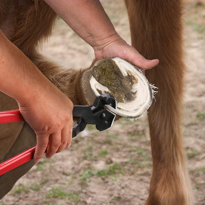 Nicoone Horse Farrier Hoof Trim Tool Kit,3Pcs Professionelle Hufschneidezange für Pferde, Hardware F