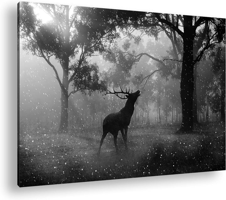 deyoli einsamer Hirsch im Wald Effekt: Schwarz/Weiss Format: 60x40 als Leinwandbild, Motiv fertig ge