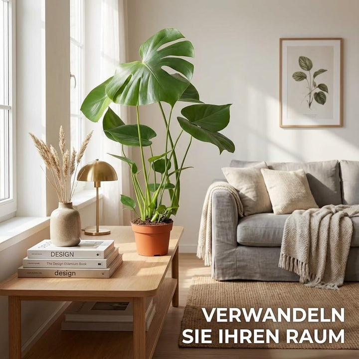 Monstera Deliciosa 3er-Set, 55-70cm, 14cm Topf Ø, Pflanzen-Set für Wohnung und Büro, Qualität vom Pf