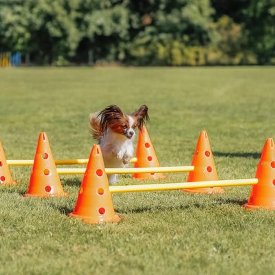 Trixie 32091 Dog Activity Hindernisse, 3 St., ø 23 × 30 cm/78 cm, orange/gelb, 3 St., ø 23 × 30 cm/7