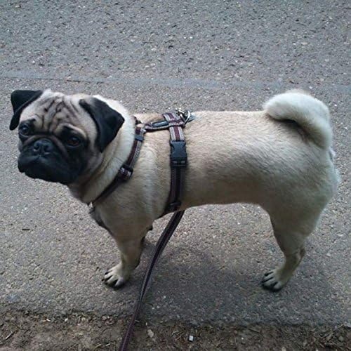 Feltmann Mopsgeschirr Hundegeschirr Soft Nylon, rot Streifen, 7-13 kg, 20 mm 7-13 kg, 20 mm Bandbrei