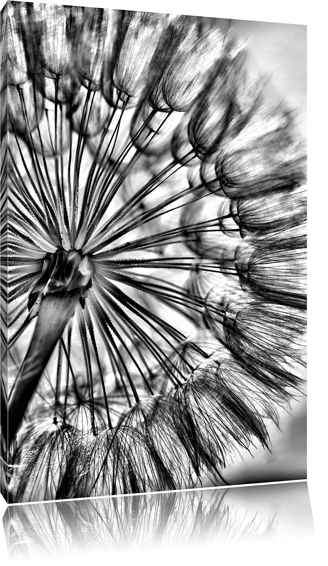 Pixxprint Monocrome, Schöne Pusteblume, Format: 100x70 auf Leinwand, 100x70