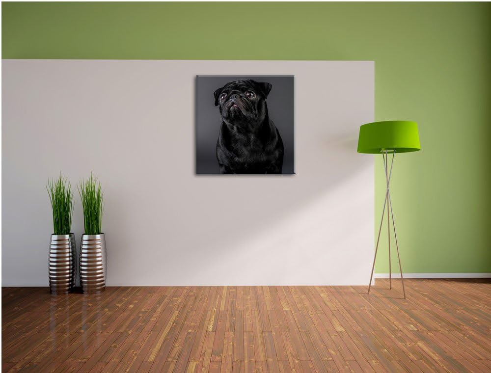 Süsser schwarzer Mops, Format: 70x70 auf Leinwand, XXL riesige Bilder fertig gerahmt mit Keilrahmen,