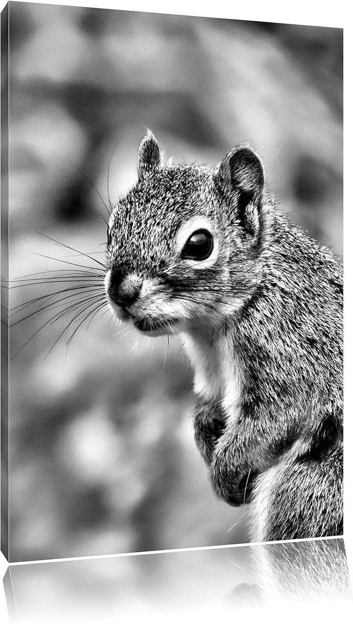 Pixxprint kleines wachsames Eichhörnchen als Leinwandbild | Grösse: 100x70 cm | Wandbild | Kunstdruc