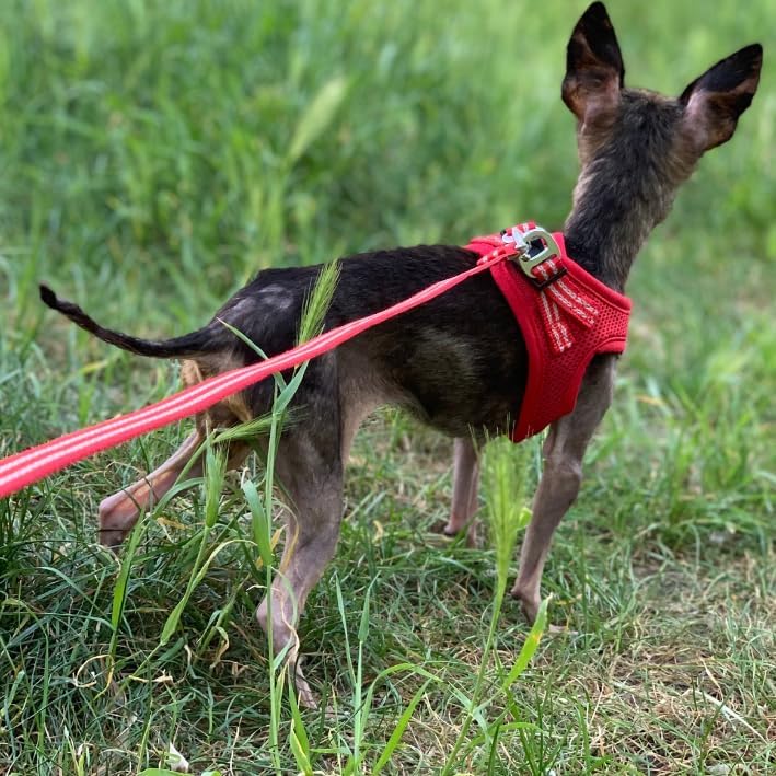 Miami Hundegeschirr Step-in – No-Pull leicht & atmungsaktiv gepolstert & reflektierend verstellbar m
