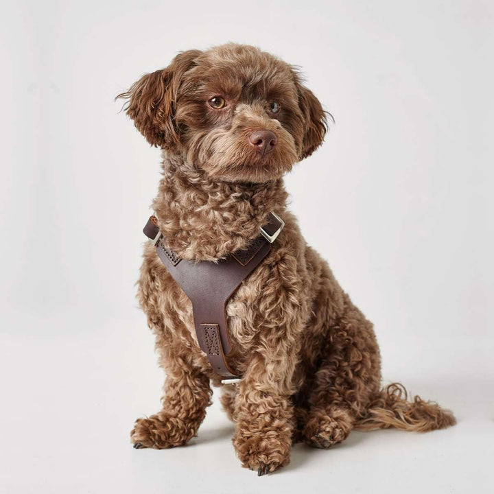 HUNTER Aalborg Hundegeschirr, Leder, XS, Dunkelbraun dunkelbraun XS, dunkelbraun XS