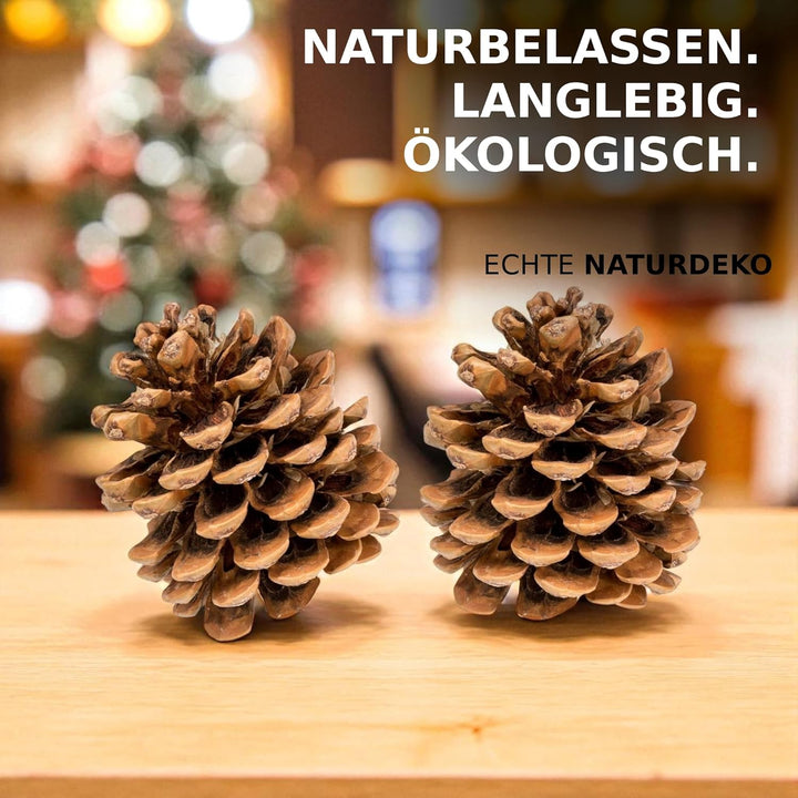 NaDeco Grosse Pinienzapfen Grösse 12-14cm, 10 STK. | Pinus pinea | Pinien Zapfen | Tannenzapfen | Ki