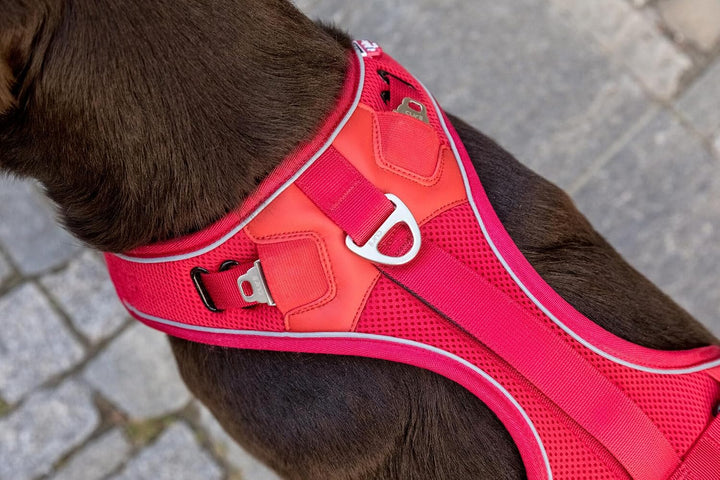 Belka Harness Brown M M (1er Pack) Brown, M (1er Pack) Brown