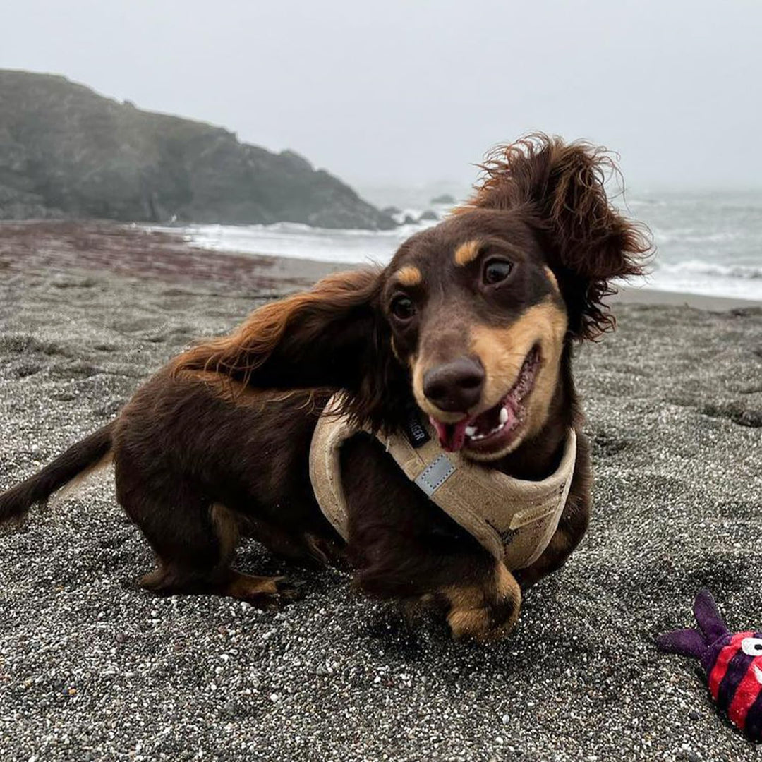 Voyager Step-In Plüsch-Hundegeschirr by Best Pet Supplies - Step-In-Westengeschirr für kleine und mi