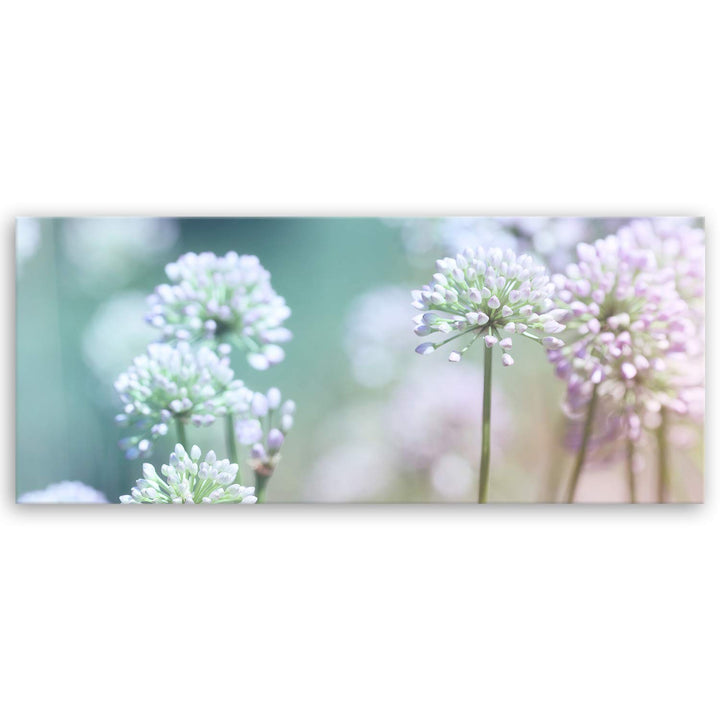 ge Bildet Bild auf Leinwand | Flowering Onion in 100x40 cm als Panorama Wandbild | Wand-deko Dekorat