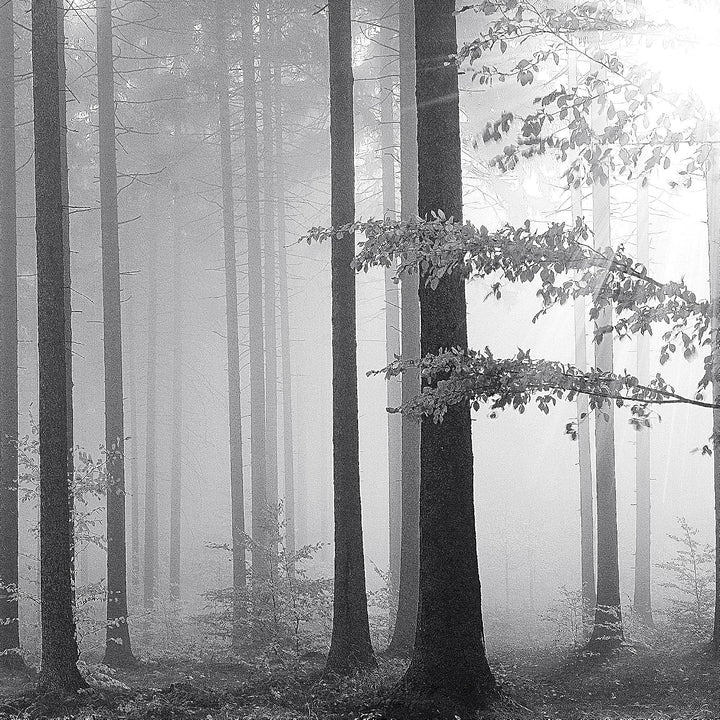 Runa Art Bild Wald Landschaft Wandbilder auf Vlies Leinwand 5 Teilig Wanddekoration Schlafzimmer Woh