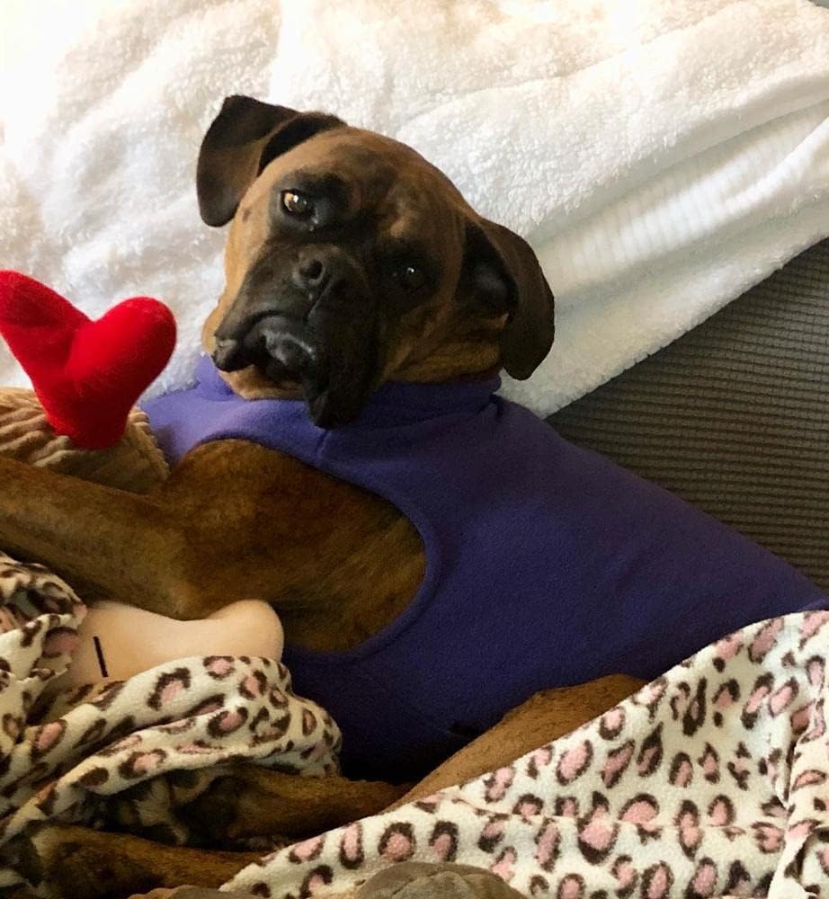 Gooby - Stretch-Fleece-Weste, Pullover, Fleece-Weste, Jacke, Pullover für Hunde, Violett, Grösse 4XL