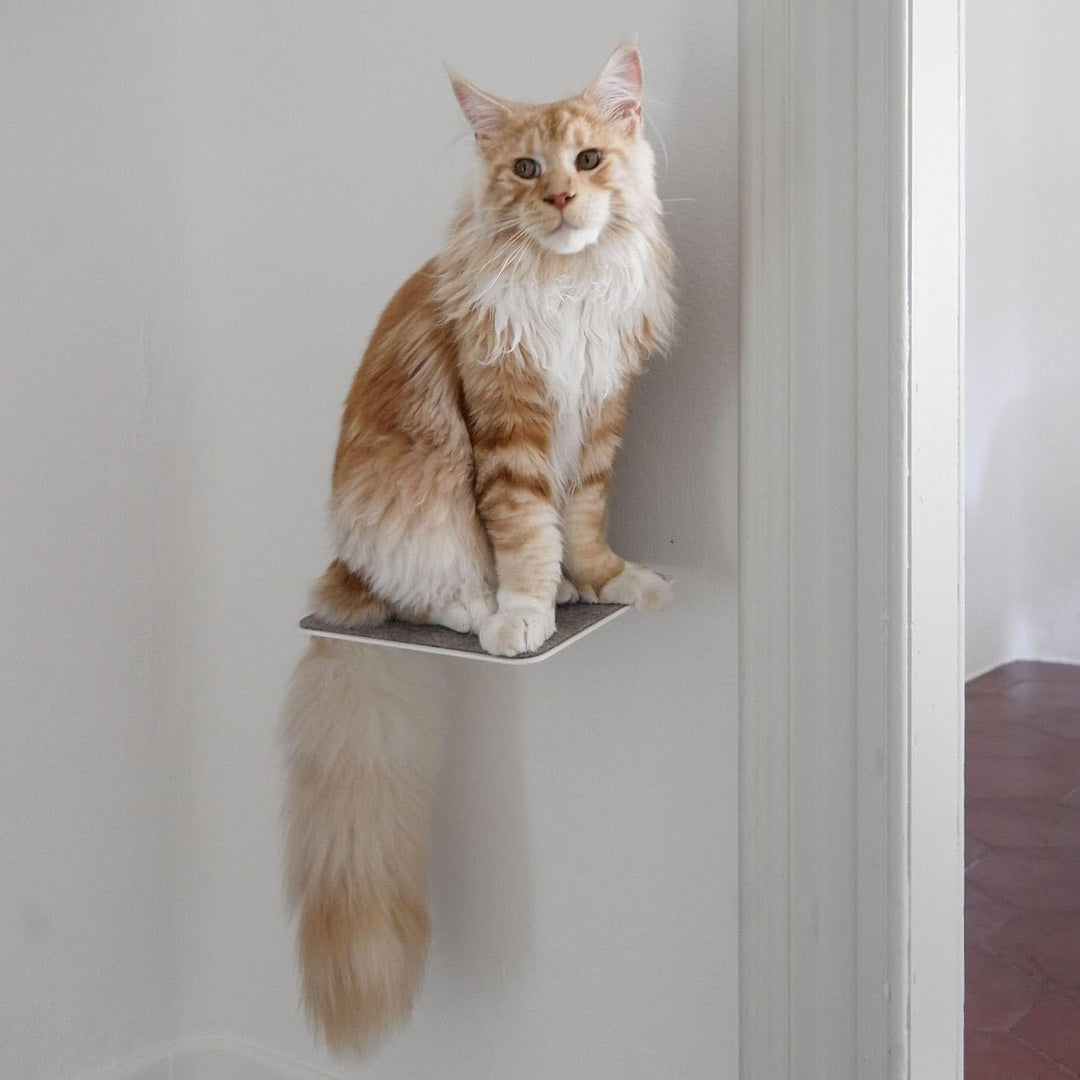LucyBalu® STEPS Katzentreppe Wand Innen & Aussen 3er Set | Katzen Kletterwand | Wandpark für Katzen