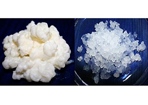 Packung 40g Milchkefir Pilz/Knollen + 100g Wasserkefir Pilz/Japankristalle + Anleitung + Rezepte + H