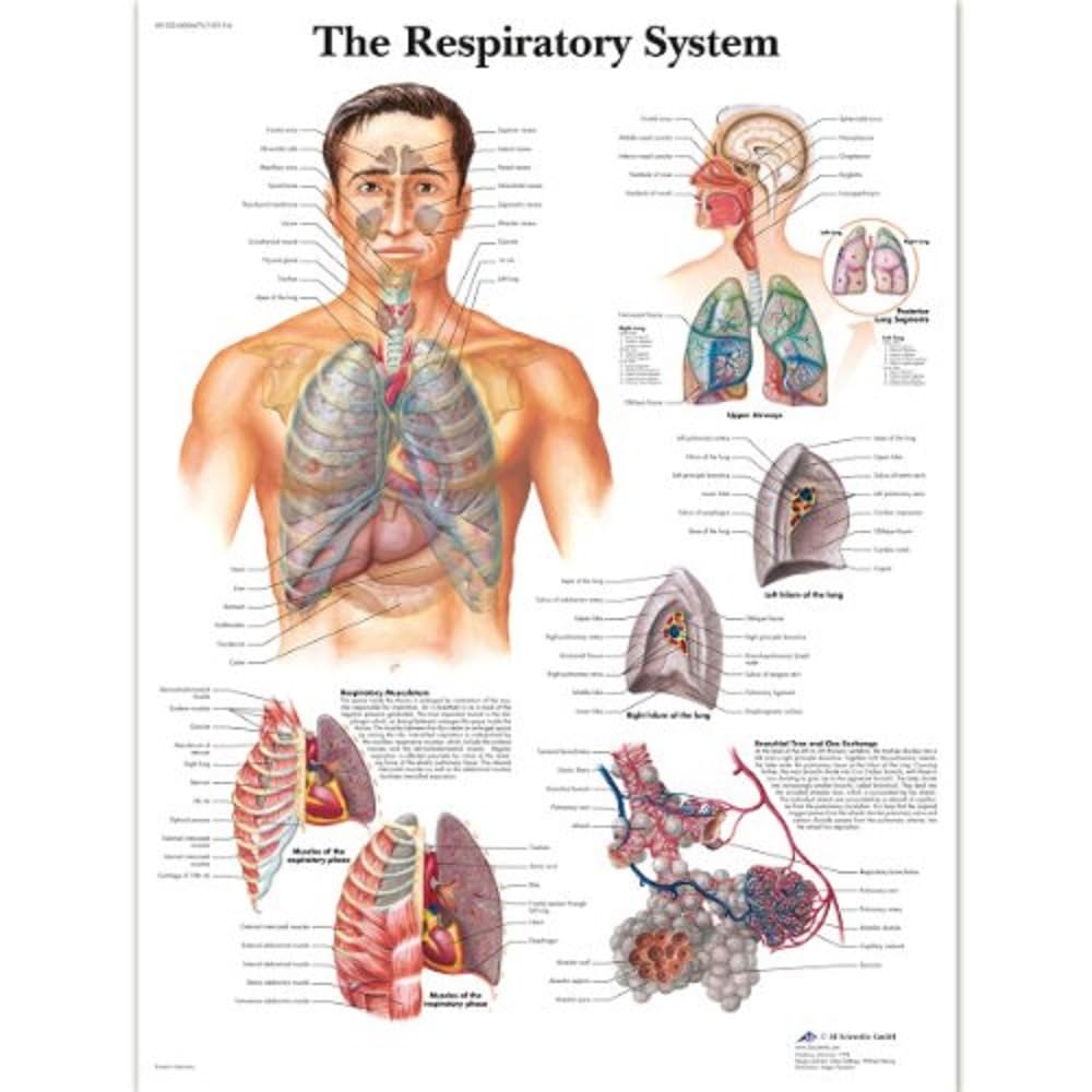 3B Scientific VR1322L Menschliche Anatomie „The Respiratory System“, Poster zum Atmungssystem (engli