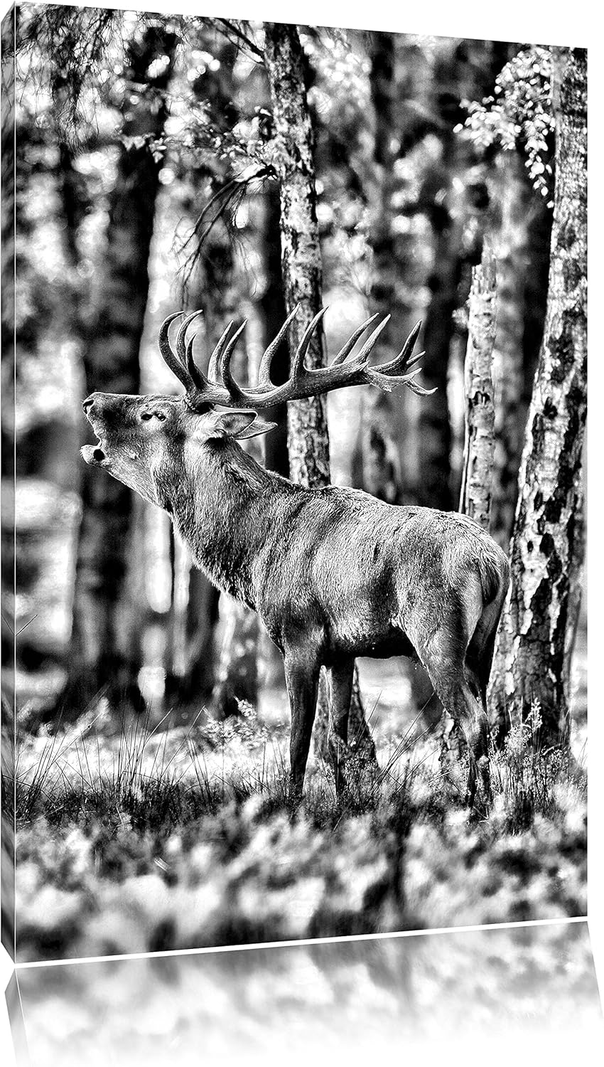 Monocrome, Hirsch im Wald, Format: 100x70 auf Leinwand, XXL riesige Bilder fertig gerahmt mit Keilra