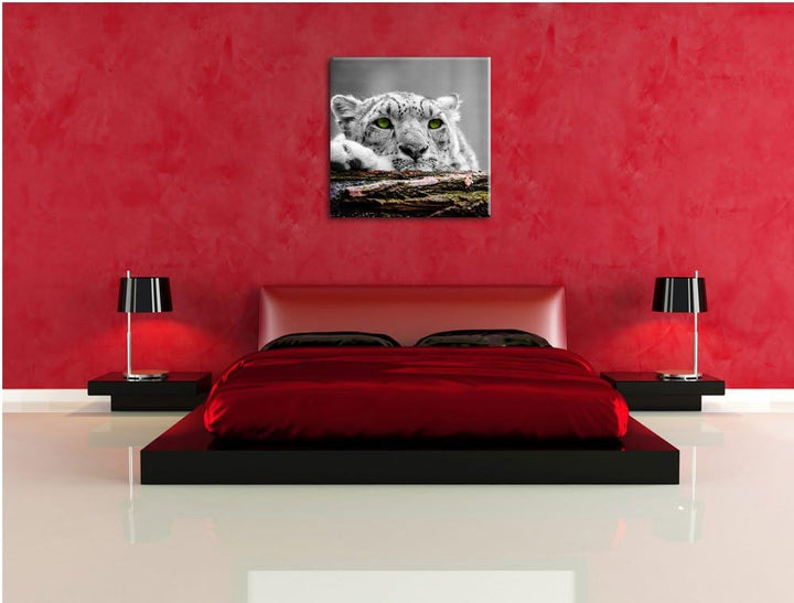 Pixxprint Schöner Gepard mit grünen Augen als Leinwandbild Quadratisch/Grösse: 70x70 / Wandbild/Kuns