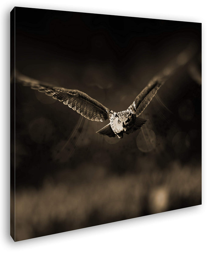 atemberaubende Eule auf der Jagd im Format: 70x70 Effekt: Sepia als Leinwandbild, Motiv auf Echtholz