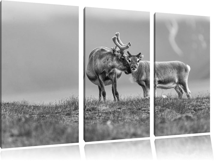 Pixxprint Rentiere die miteinander schmusen Kunst B&W 3-Teiler Leinwandbild 120x80 Bild auf Leinwand