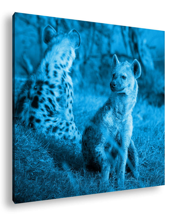 deyoli Hyänen in Afrika Format: 60x60 Effekt: Monocrome Blau als Leinwandbild, Motiv fertig gerahmt