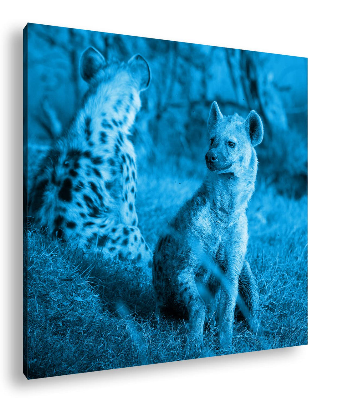 deyoli Hyänen in Afrika Format: 60x60 Effekt: Monocrome Blau als Leinwandbild, Motiv fertig gerahmt