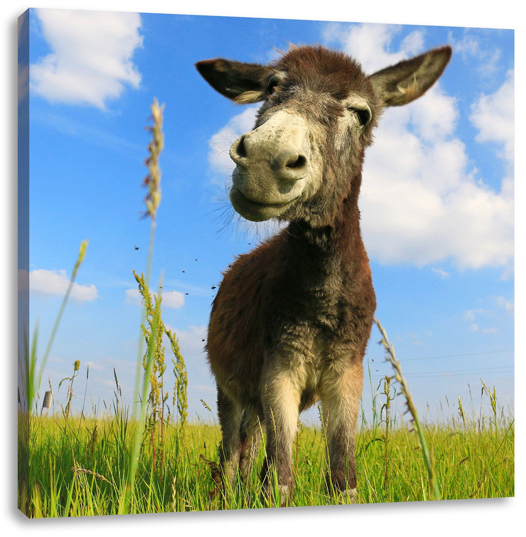 Pixxprint Esel in einem Feld als Leinwandbild/Grösse: 70x70 cm/Wandbild/Kunstdruck/fertig bespannt,