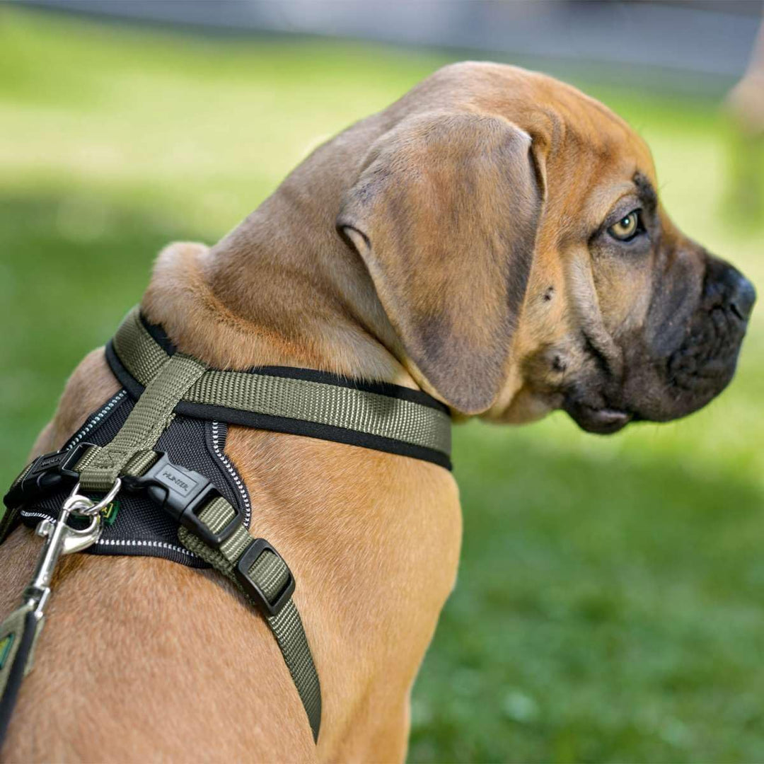 HUNTER NEOPREN Hundegeschirr, Nylon, gepolstert mit Neopren, L 72 - 91 cm, oliv/schwarz oliv/schwarz
