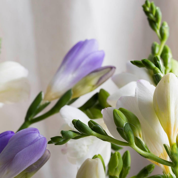 KORRES VANILLA FREESIA Eau De Toilette für Damen, blumig & eleganter Damenduft, dermatologisch getes