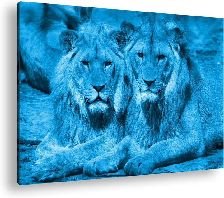 deyoli Atemberaubende Löwen Format 80x60 Effekt: Monocrome Blau als Leinwandbild, Motiv fertig gerah