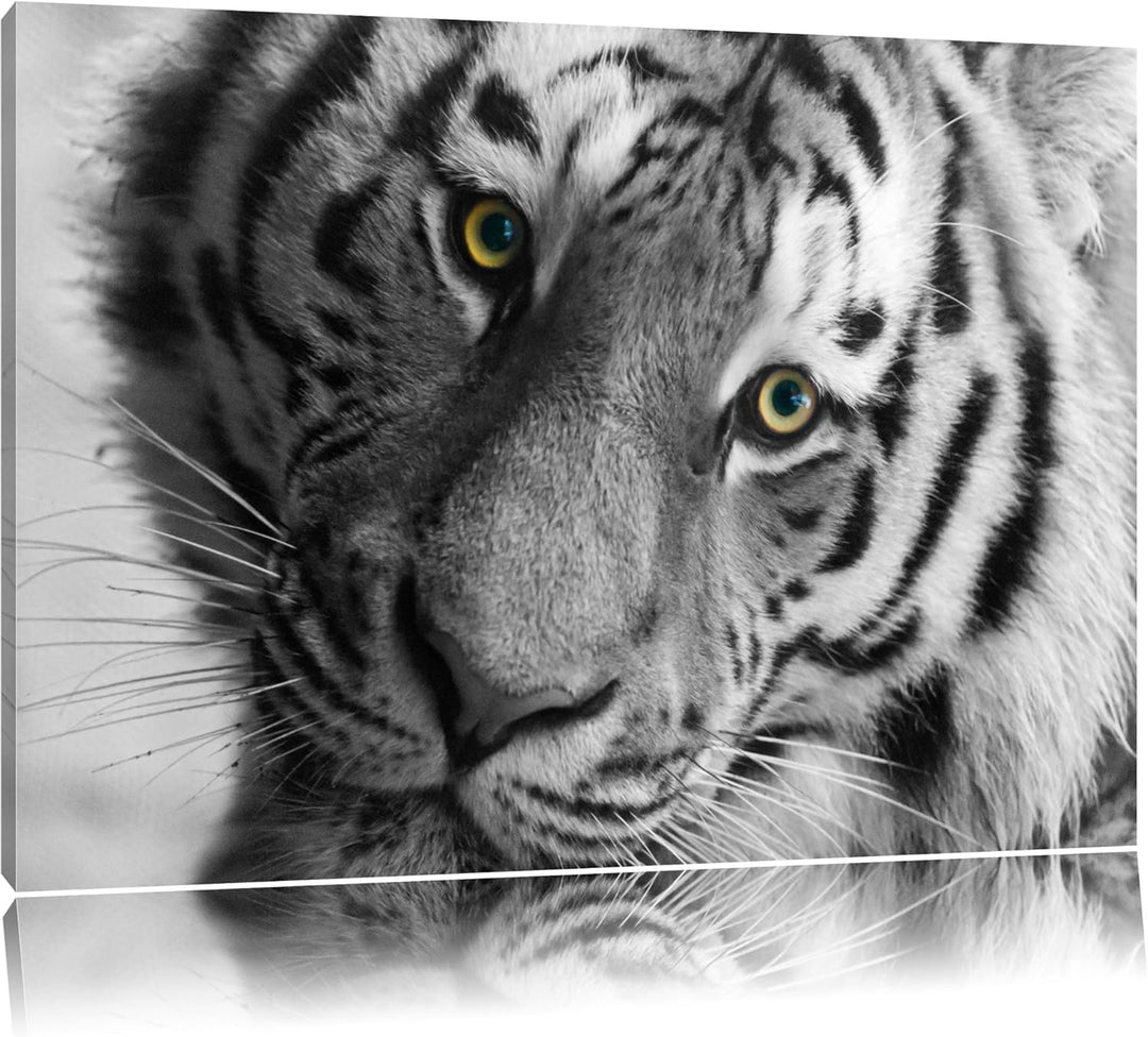 Pixxprint bildschöner Tiger schwarz/weiss auf Leinwand, XXL riesige Bilder fertig gerahmt mit Keilra