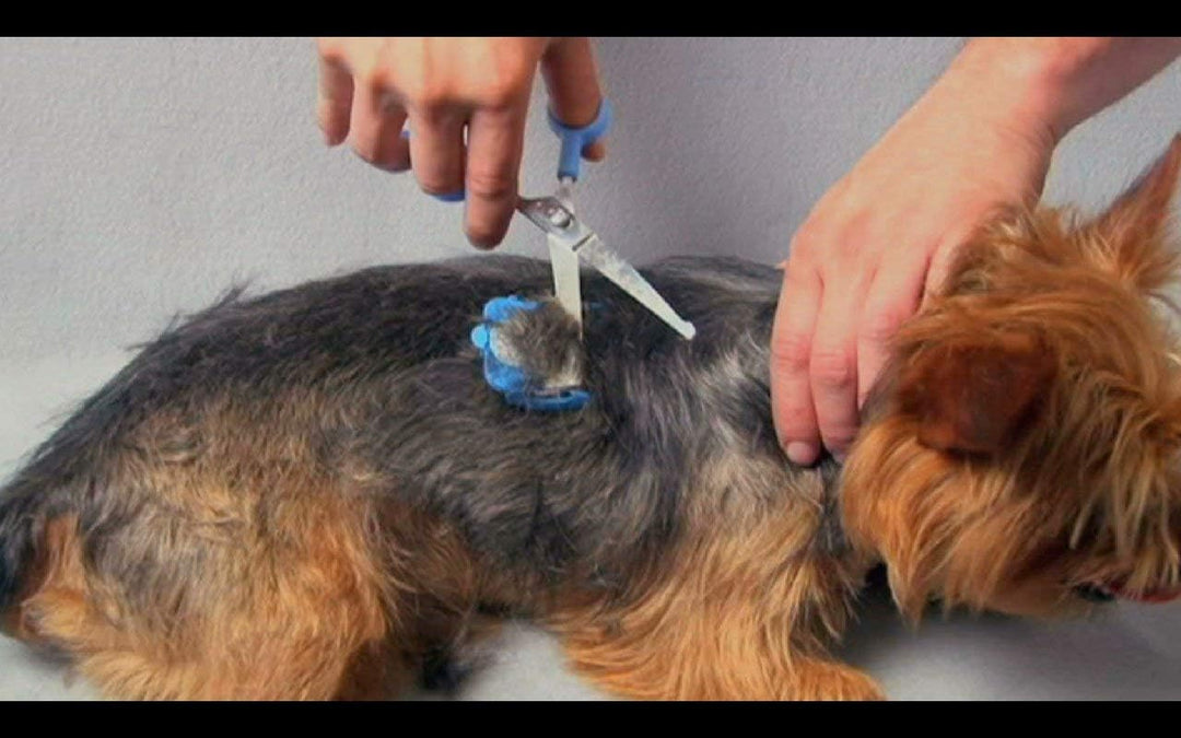 Scaredy Cut® leise Haarschneidemaschine für Haustiere, Fellpflegeset für Hunde oder Katzen 16pc Righ