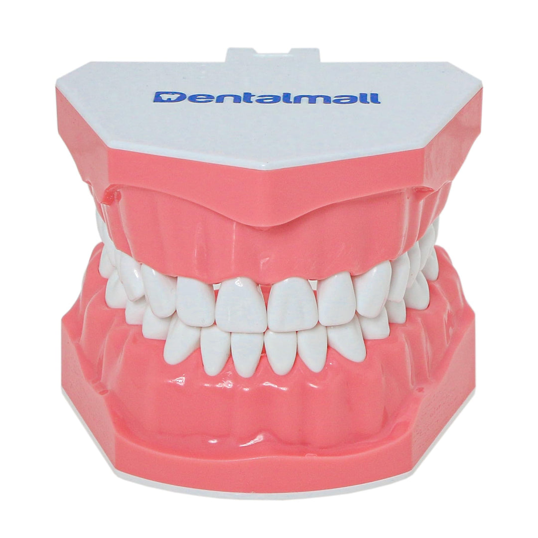 DENTALMALL Zahnputz-Modell, Zähne, Typodont, Muster, sichtbar, Anatomie, Demonstration, Lehr, Standa