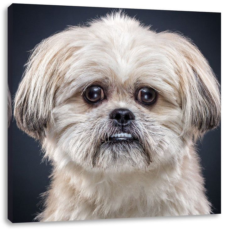 lustiger kleiner Hund, Format: 70x70 auf Leinwand, XXL riesige Bilder fertig gerahmt mit Keilrahmen,