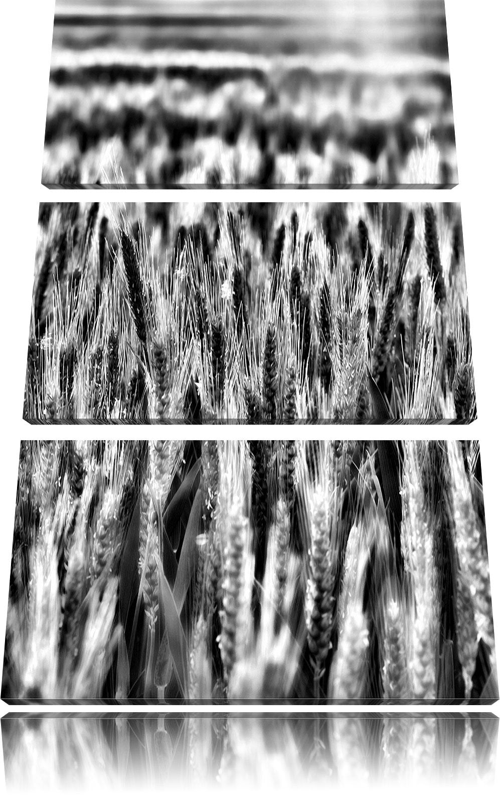 Pixxprint Getreidefeld als Leinwandbild/Grösse: 3 Teilig (120x80) cm/Wandbild/Kunstdruck/fertig besp