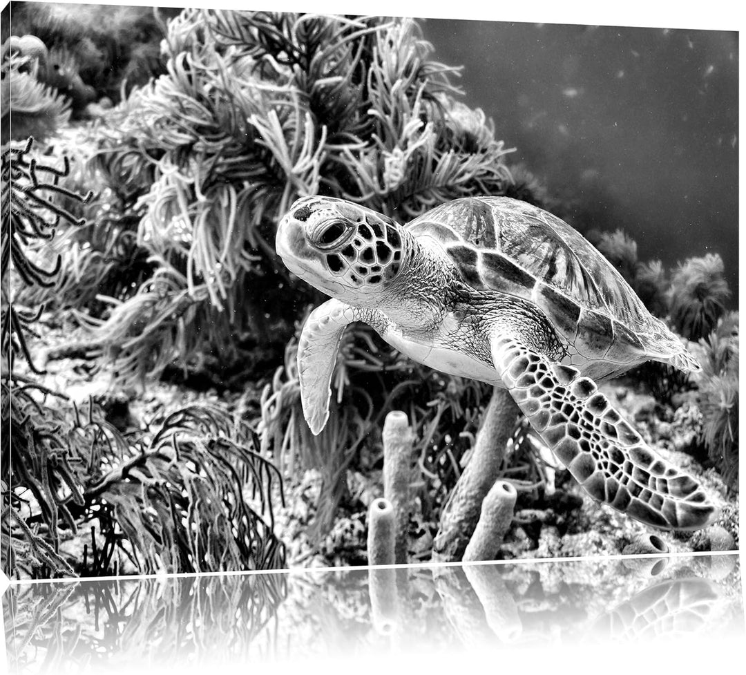 Pixxprint Meeresschildkröte / 100x70cm Leinwandbild bespannt auf Holzrahmen/Wandbild Kunstdruck Deko